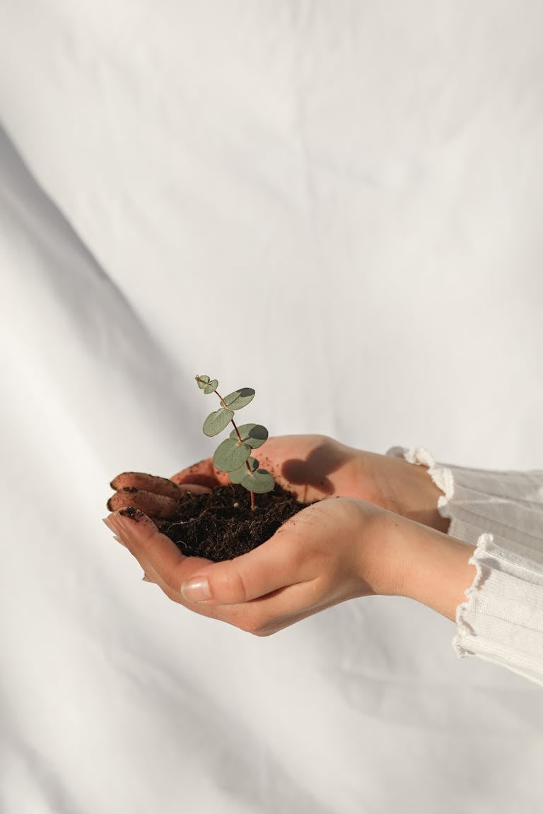 Close-up of hands holding a small plant in soil, symbolizing growth and care.