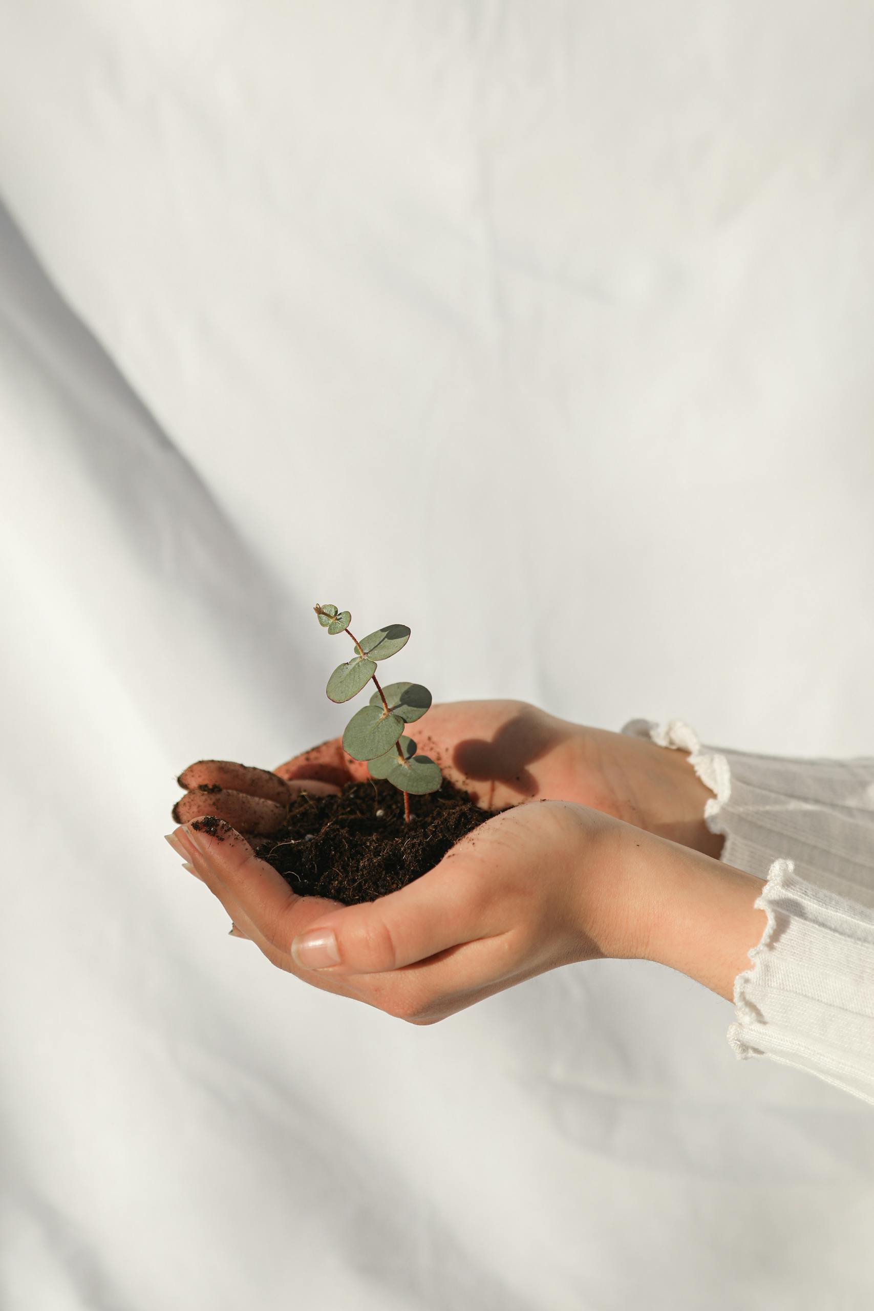 Close-up of hands holding a small plant in soil, symbolizing growth and care.