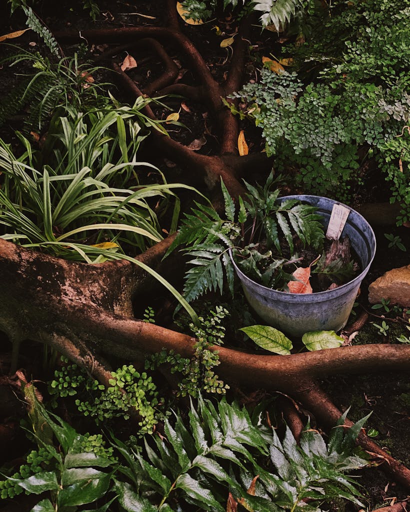 Vibrant greenery and exposed roots in a Kyiv garden, creating a serene natural scene.